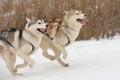 Sled dog racing Royalty Free Stock Photo