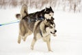 Sled dog racing Royalty Free Stock Photo