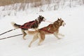 Sled dog racing Royalty Free Stock Photo