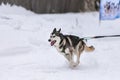 Sled dog racing. Husky sled dogs team in harness run and pull dog driver. Winter sport championship competition Royalty Free Stock Photo