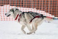 Sled dog racing. Husky sled dogs team in harness run and pull dog driver. Winter sport championship competition Royalty Free Stock Photo