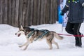 Sled dog racing. Husky sled dogs team in harness run and pull dog driver. Winter sport championship competition Royalty Free Stock Photo