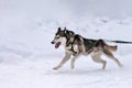 Sled dog racing. Husky sled dogs team in harness run and pull dog driver. Winter sport championship competition Royalty Free Stock Photo