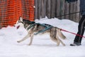 Sled dog racing. Husky sled dogs team in harness run and pull dog driver. Winter sport championship competition Royalty Free Stock Photo