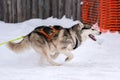 Sled dog racing. Husky sled dogs team in harness run and pull dog driver. Winter sport championship competition Royalty Free Stock Photo