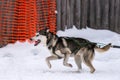 Sled dog racing. Husky sled dogs team in harness run and pull dog driver. Winter sport championship competition Royalty Free Stock Photo