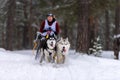 Sled dog racing. Husky sled dogs team pull a sled with dog driver. Winter competition