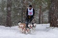 Sled dog racing. Husky sled dogs team pull a sled with dog driver. Winter competition Royalty Free Stock Photo