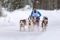 Sled dog racing. Husky sled dogs team pull a sled with dog musher. Winter competition Royalty Free Stock Photo