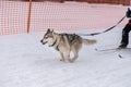 Sled dog racing. Husky sled dogs team in harness run and pull dog driver. Winter sport championship competition Royalty Free Stock Photo