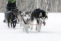 Sled Dog Racing on Kamchatka: running dog sled team Alaskan husky