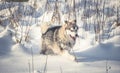 Sled dog running in snow Royalty Free Stock Photo