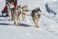 Sled dog scene in the Italian alps Royalty Free Stock Photo