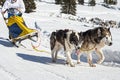 Sled dog scene in the Italian alps Royalty Free Stock Photo