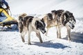 Sled dog scene in the Italian alps Royalty Free Stock Photo