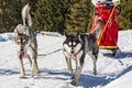 Sled dog scene in the Italian alps Royalty Free Stock Photo