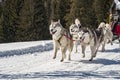 Sled dog scene in the Italian alps Royalty Free Stock Photo