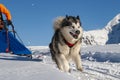 Sled dog scene in the Italian alps Royalty Free Stock Photo