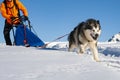 Sled dog scene in the Italian alps Royalty Free Stock Photo