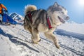 Sled dog scene in the Italian alps Royalty Free Stock Photo