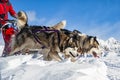 Sled dog scene in the Italian alps Royalty Free Stock Photo