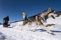 Sled dog scene in a winter day Royalty Free Stock Photo