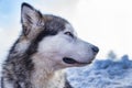 Sled dog scne Royalty Free Stock Photo