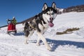 Sled dog scne Royalty Free Stock Photo