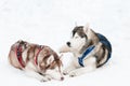 Sled dog siberian husky Royalty Free Stock Photo