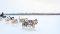 Sled Dog Siberian Husky In The Winter Snow