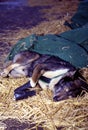 Sled Dog Sleeps  19850 Royalty Free Stock Photo