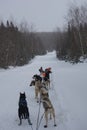 Sled dog team