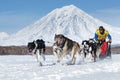 Sled dog team running on background of volcano. Kamchatka Sled Dog Race Beringia, Russian Cup of Sled Dog Racing Royalty Free Stock Photo