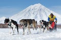 Sled dog team running on background of volcano. Kamchatka Sled Dog Race Beringia, Russian Cup of Sled Dog Racing snow disciplines Royalty Free Stock Photo