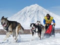 Sled dog team running on background of volcano. Russian Cup of Sled Dog Racing snow disciplines, Kamchatka Sled Dog Racing Berin Royalty Free Stock Photo