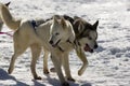 Sled dogs Royalty Free Stock Photo