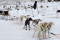 Sled Dogs of Alaska Royalty Free Stock Photo