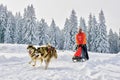 Sled dogs in competition running with sleigh and musher