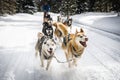 Sled dogs