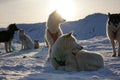 Sled Dogs in Greenland Royalty Free Stock Photo