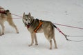 Sled dogs in harness ready to carry its passenger on sledges in polar Finnish Lapland