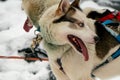 Sled dogs in harness ready to carry its passenger on sledges in polar Finnish Lapland