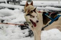 Sled dogs in harness ready to carry its passenger on sledges in polar Finnish Lapland