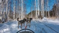 Sled dogs are harnessed and stand on a snowy road.