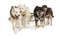 Sled dogs Hasky in harness on white