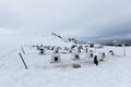 Sled Dogs and Musher\'s Cam, Skagway, Alaska Royalty Free Stock Photo