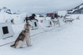 Sled Dogs and Musher\'s Cam, Skagway, Alaska Royalty Free Stock Photo