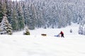 Sled dogs and musher in snowy mountain forest