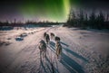 Sled dogs and northern lights. Royalty Free Stock Photo