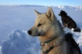 Sled dogs of polar-bear hunter, East Greenland